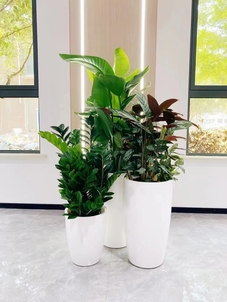 宁波镇海植物出租价格